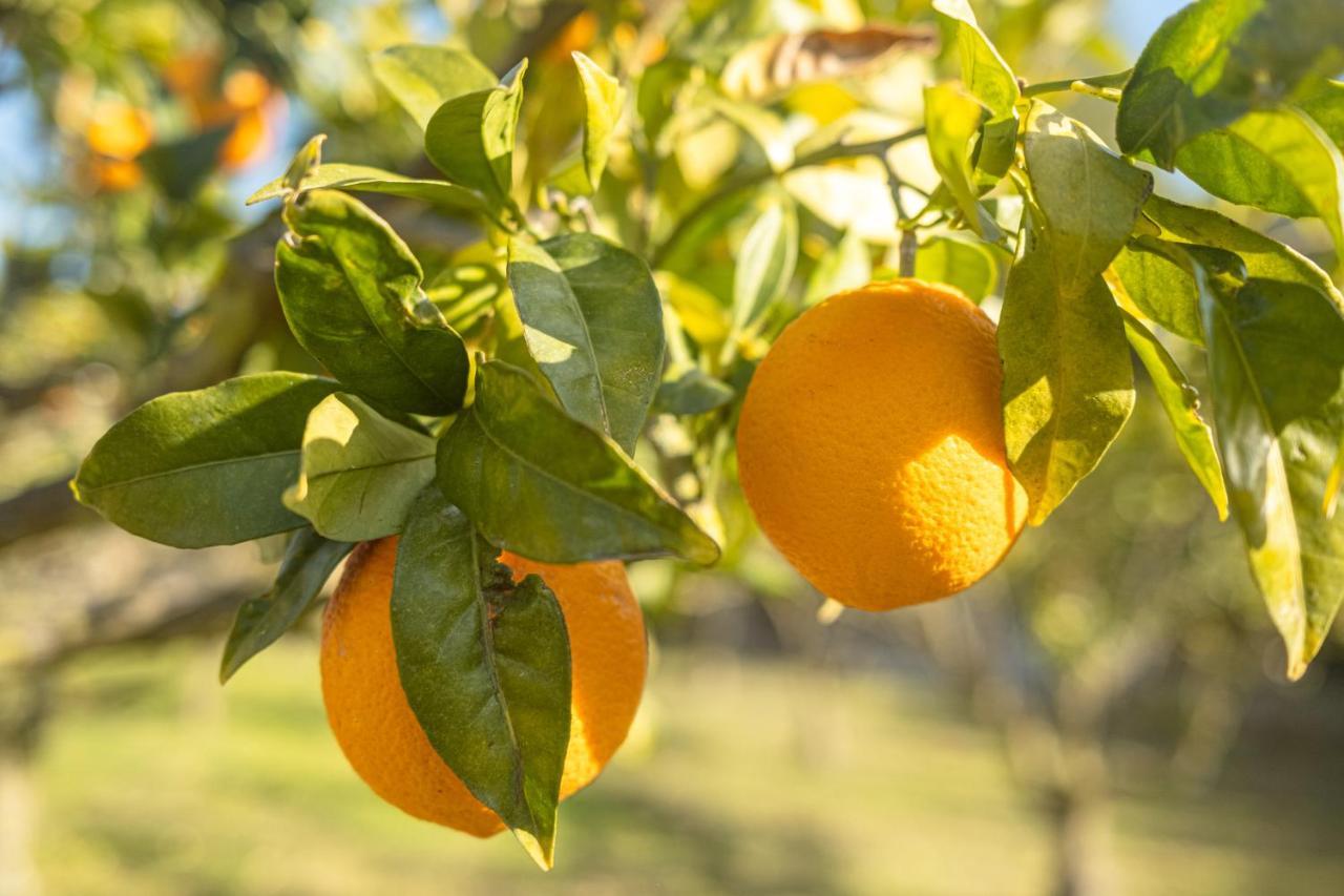 Sant Joan Finca Montana מראה חיצוני תמונה